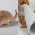滅老鼠不用老鼠藥！一個土辦法只要一張紙家裡的老鼠滅乾淨簡單更有效