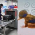機場安檢儀詭異現人形，影像在場的安檢員都驚呆了！