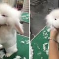 「我還是兔子嗎？」　小兔兔被剪成小白羊　牠不爽對著鏡頭露出傻眼表情
