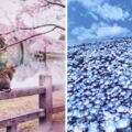 俄羅斯攝影師飛到日本準備拍攝櫻花季，結果去到後驚覺自己根本是置身在夢幻的粉紅國度！