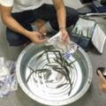 日本網友超市買來「冷凍魚」，再把魚放進水盆測試「是否會復活」，「1個小時後的結果」讓大家覺得他好瘋狂！