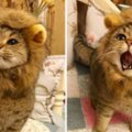 饅頭臉貓戴毛圈「扮獅子王」　牠霸氣喵叫：朕超兇的～