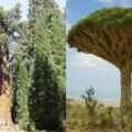 世界上最古老的10大古樹！第一活了9500歲，第七名在臺灣！