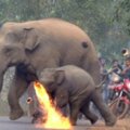 不爽大象誤入村莊　村民沿路「怒投汽油彈」燙走大象母子