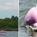 粉紅控立刻被秒殺！夫妻出遊意外拍下超級罕見「粉紅色海豚」驚嘆：太美麗了！