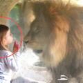 小女孩輕輕親了一下獅子，接下來獅子的反應，爸媽都看愣了！