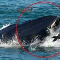 鯨魚張大嘴狂吃結果「不小心吞了潛水員」愣三秒才吐掉：抱歉吃錯了！