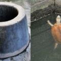 為何古人打井，放2隻烏龜在井底？古人的智慧不得不服！