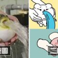 一張「吐水河豚」讓日本網友暴走了！　魔改河豚大軍越來越母湯