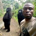 剛果大猩猩成精：對著公園管理員的自拍鏡頭擺pose