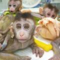 瘋狂科學家把人類基因植猴腦　想證明「會變聰明」結果卻激怒全世界
