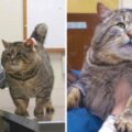 收容所出現「體重9公斤」的流浪貓　網笑歪：胖成這樣證明混得不錯齁