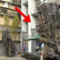 工人在臺北修屋竟挖出2層樓高的「千年烏木」！一聽到它的「價值」，建商笑得嘴巴合不起來！