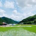 《小森林》式的日本鄉下，為何吸引了那麼多年輕人移居？