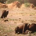 26年前的「禿鷲和小女孩」照片，女孩結局怎樣了？攝影師更悲劇