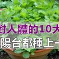 薄荷對人們的10大益處，家裡廚房、陽台都要種一盆！