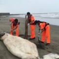 鬚鯨擱淺外埔沙灘 岸巡人員到場確認已死亡