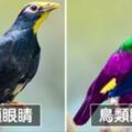 鳥類有「4色視覺」比人類看得到更多　牠們的「視」界超多姿多彩