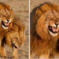 2隻雄獅散步時「突然點中笑穴」　默契張嘴：哈、哈、哈！