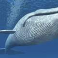 人類不出門「海洋變很安靜」　實錄海下聲音：聽見鯨魚在唱歌♪