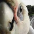 這年頭連鳥都想紅?澳洲鳳頭鸚鵡亂入高速公路監視器,擋鏡頭瘋狂起舞：鏡頭照我！偶比較可愛啦!