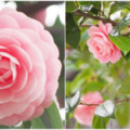 【國外】日本特有「粉嫩少女山茶花」夢幻到讚嘆　幸運撞見「稀有純白版花朵」：難以形容的美❤️