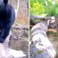 野外裝隱藏攝影機1年　奇才攝影師拍下「動物怎麼過獨木橋」：大自然非常有趣～