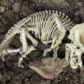 研究「畸形化石」科學家意外揭露恐龍7600萬年前驚天秘密