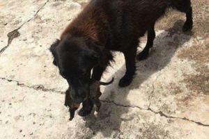 他看到這隻狗狗在垃圾堆裡動來動去以為是在找食物，結果牠一轉頭嘴巴裡居然有…