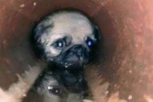 這隻狗狗掉進下水道「被卡住6個小時」，當牠掙扎到要放棄時突然看見一道光…