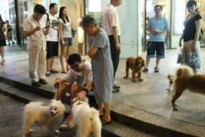 小區有個阿姨不聽大家勸告，遛狗總是不栓繩子，最終釀下大禍