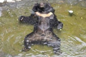 台灣黑熊波比又出新招　雨中沉思打坐網友笑：工讀生快出來！