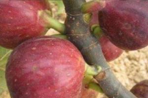 家裡種無花果，記住這2點，果子長的多又大，全家人都吃不完