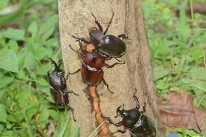 東勢林場熱鬧一夏　甲蟲生態豐富多元
