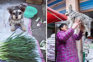 雪納瑞「媽媽不讓跟著去賣菜就會哭」　7年來牠的日常把大家都暖哭到亂七八糟