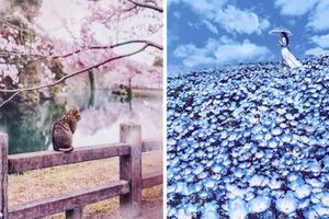 俄羅斯攝影師飛到日本準備拍攝櫻花季，結果去到後驚覺自己根本是置身在夢幻的粉紅國度！