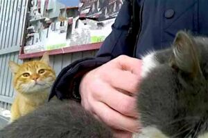 鏟屎官帶貓貓到公園狂擼　「流浪小橘」一旁好羨慕：我也想被抱抱…