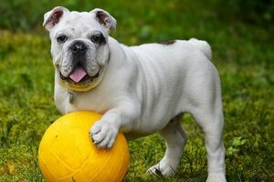 有些人還真不如一條狗