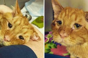 「世界最慘貓咪」不吃不喝差點被安樂　回到新家才1小時就發生「感人變化」