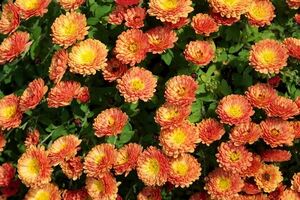 心善，心寬，心正，心安