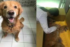 狗狗和主人最後一次散步，15歲金毛搖尾巴爆笑，回家兩天後離開世界
