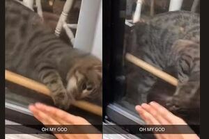 太聰明了！美國一隻貓咪聽到「求救」機智挪開木棍棍成功營救主人