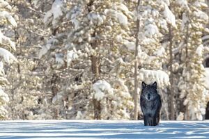 做人！寧做狼，不做羊