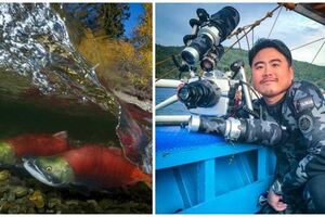 亞洲第一人！台灣攝影師趴冰冷溪水拍「鮭魚洄游」，勇奪國際水攝賽首獎！