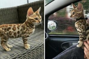 好心網友收養「豹紋浪喵」沒多想　看獸醫才驚知：身份不一般！