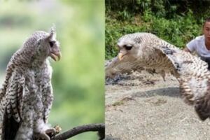 男子深山撿到「大眼怪鳥」，豈料放飛時發生感人一幕，網嘆：萬物皆有靈性！