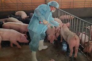 非洲豬瘟持續升溫，台灣防疫工作滴水不漏，就連英國專家也讚不絕口！