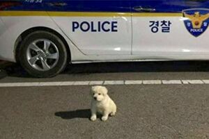 暖警收養路邊「流浪小雪團」　養18個月變「大白球」晉升警局吉祥物❤