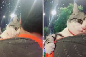 把拔最愛是我！高顏值美喵緊抱「示威正宮」　嫵媚眼神引暴動：最強小三