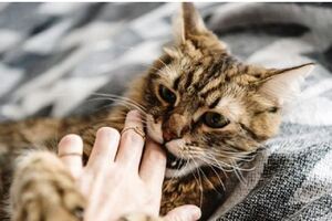 貓預感自己臨終，會如何暗示主人，貓用5個細節告訴人離別在即